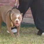 E TMERRSHME! Qeni sulmon për vd*kje fëmijën 18 muajsh të shqiptarit