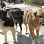 Ngjarje e rëndë në Durrës:  8-vjeçari sulmohet nga qentë endacak