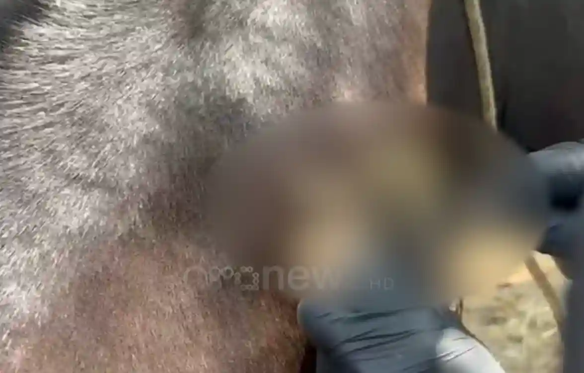 Krim m*struoz në Llogara, sulmohet me çifte tufa e kuajve. Vri*en 7 kafshë, tre të tjera plago*en. Policia nis hetimet