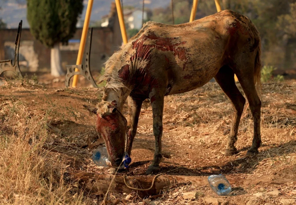 Pamje që të prekin shpirtin: Dalin fotot, ja cfarë ka mbetur pas zjarrit në Delvinë!