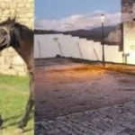Për një foto me kalin, i mori jetën 42-vjeçarit para familjes, dëshmia e autorit: Më acaroi sepse …