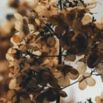 Ekuinoksi i Vjeshtës , këto janë 3 shenjat e horoskopit që do të nisin një kapitull të ri në jetën e tyre