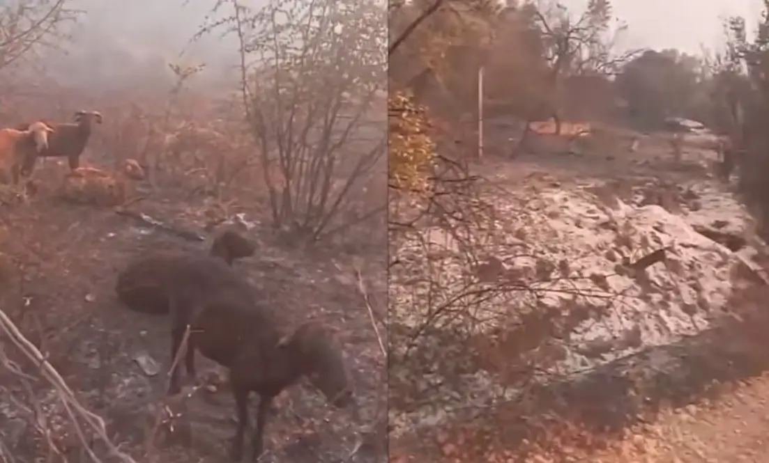 Pamje të trishta nga Delvina: Tufa e bagëtive mbetet e bllokuar mes flakëve, zjarri po…